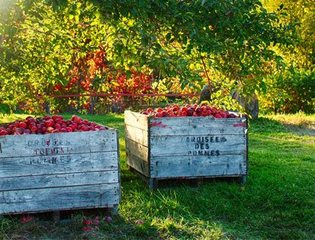 Verger Bio À la Croisée des pommes 