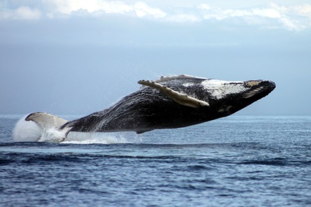 Croisières Baleines Neptune