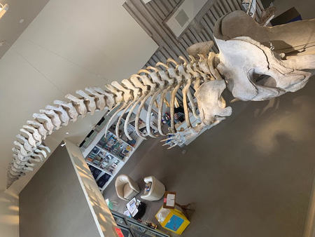 Le Musée de la Mer Le Musée de la Mer