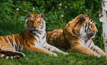 Zoo sauvage de Saint-Félicien